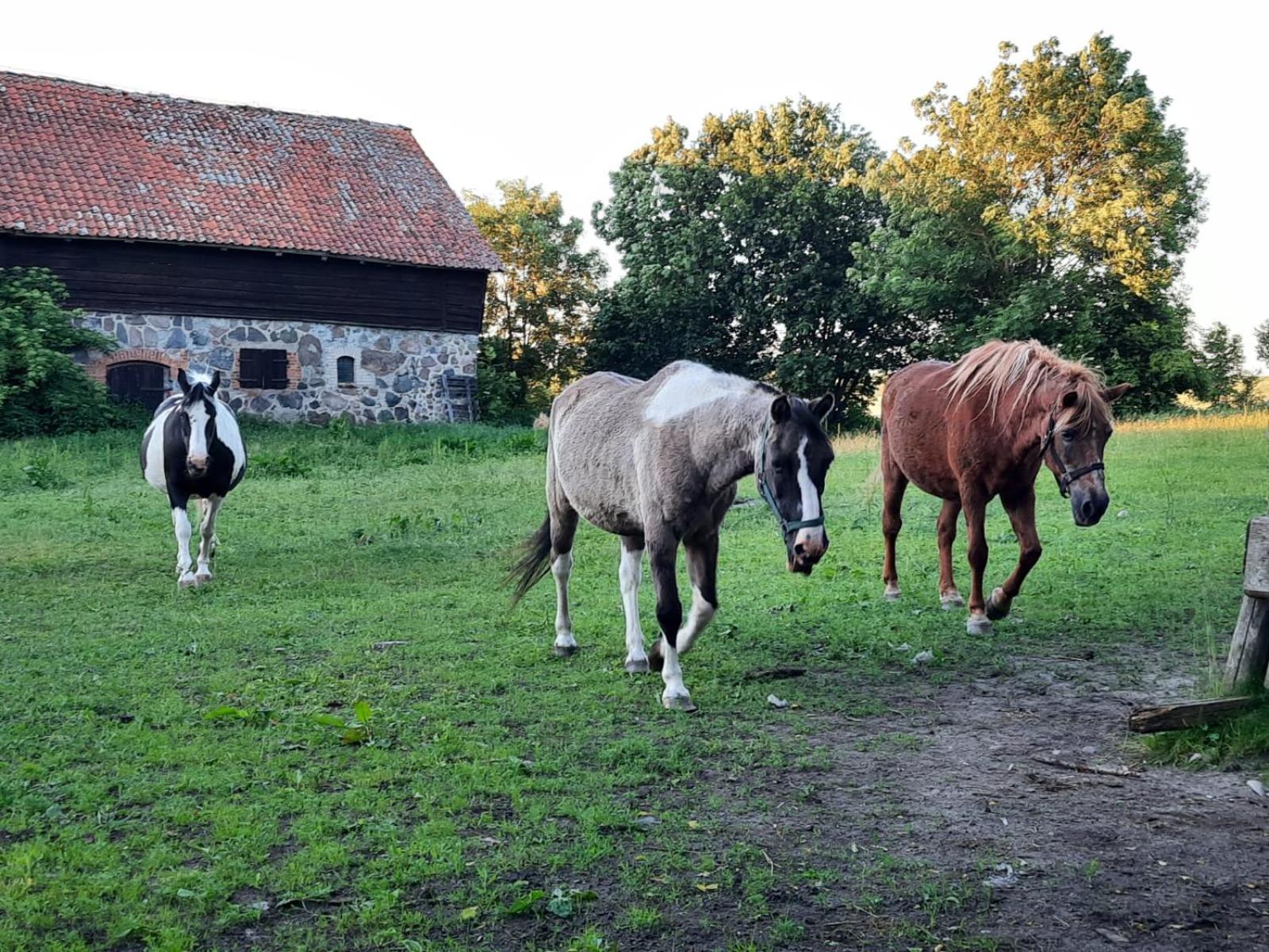 Dom Na Mazurach Pilec Bed & Breakfast Dış mekan fotoğraf